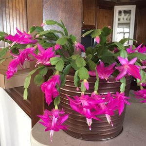 Meet your Posher, Mary beth